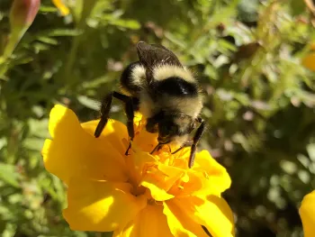 Honey bee on yellow marigold