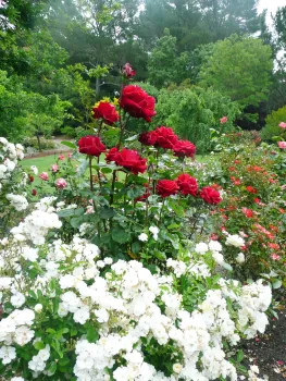 roses