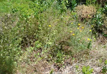 wild plants