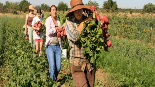 People carrying vegetables out of a field