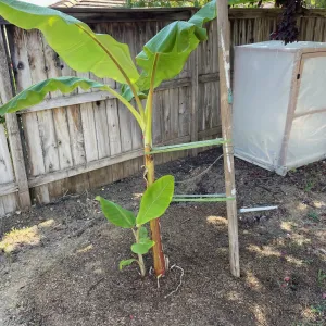 banana tree with a new shoot growing alongside it
