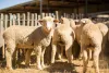 sheep