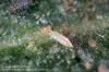 Sixspotted nymph feeding on a mite
