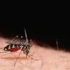 Mosquito Asian Tiger UCANR