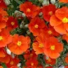 Waterwise Plants