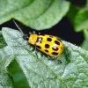 Pests & Diseases