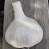 Garlic-Metechi-MG-Michelle-Myjer