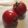 Tomato-Carmello-MG-Tina-Dinitz