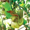 Aristolochia-californica-UC-Davs-Arboreturm