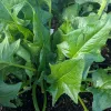 Veg-Spinach-Oriental-Giant-MG-Ying-Chen