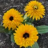 Orn-Rudbeckia-Indian-Summer2-MG-Tricia-Speth